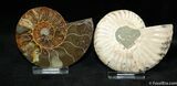 Inch Cut and Polished Ammonite #763-1